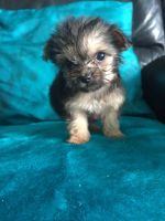 Chorkie Puppies for sale in Los Angeles, CA, USA. price: NA