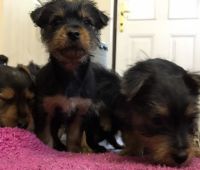 Chorkie Puppies for sale in Pocatello, ID, USA. price: NA