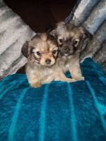 Chorkie Puppies for sale in Springfield, IL, USA. price: NA