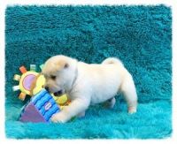 Chorkie Puppies for sale in Virginia Beach, VA, USA. price: NA