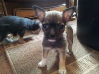 Chorkie Puppies for sale in California Rd, Mt Vernon, NY 10552, USA. price: NA