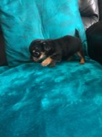 Chorkie Puppies for sale in Orlando, FL, USA. price: NA