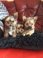 Chorkie Puppies for sale in Blue Springs, MS 38828, USA. price: NA