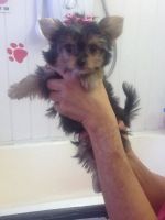 Chorkie Puppies for sale in Belton Honea Path Hwy, Belton, SC 29627, USA. price: NA