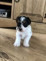 Chorkie Puppies for sale in Belton Honea Path Hwy, Belton, SC 29627, USA. price: NA