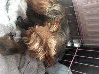 Chorkie Puppies for sale in Colorado Springs, CO, USA. price: NA