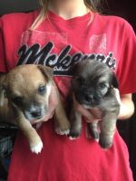 Chorkie Puppies for sale in Colorado Springs, CO, USA. price: NA