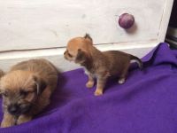 Chorkie Puppies for sale in Manchester, NH, USA. price: NA