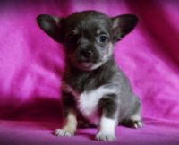 Chorkie Puppies for sale in Columbia, MS 39429, USA. price: NA