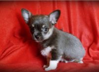 Chorkie Puppies for sale in Columbia, MS 39429, USA. price: NA
