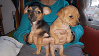 Chorkie Puppies for sale in Fort Washington, MD, USA. price: NA
