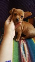 Chorkie Puppies for sale in Henderson, NC 27537, USA. price: NA