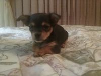 Chorkie Puppies for sale in Carthage, TX 75633, USA. price: NA