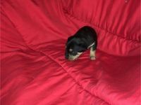 Chorkie Puppies for sale in Benton, IL 62812, USA. price: NA