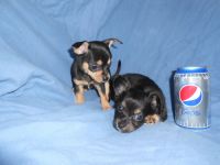 Chorkie Puppies for sale in Monticello, MN, USA. price: NA