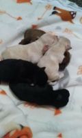 Chorkie Puppies for sale in San Bernardino, CA, USA. price: NA