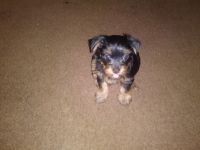 Chorkie Puppies for sale in Toledo, OH, USA. price: NA
