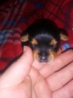 Chorkie Puppies for sale in Orlando, FL, USA. price: NA