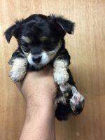 Chorkie Puppies for sale in Bronx, NY, USA. price: NA