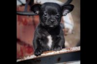 Chorkie Puppies for sale in Taswell, IN 47175, USA. price: NA