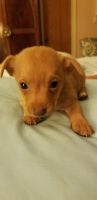 Chorkie Puppies for sale in Southeast Houston, Houston, TX, USA. price: NA