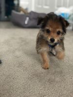 Chorkie Puppies for sale in Lynchburg, VA, USA. price: NA