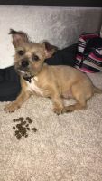 Chorkie Puppies for sale in Plano, TX, USA. price: NA