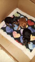 Chorkie Puppies for sale in Baltimore, MD, USA. price: NA