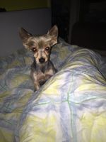 Chorkie Puppies for sale in New York, NY, USA. price: NA