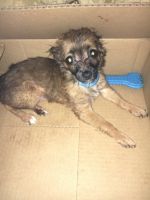 Chorkie Puppies for sale in Miami, FL, USA. price: NA