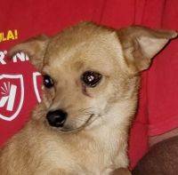 Chorkie Puppies for sale in Prineville, OR 97754, USA. price: NA