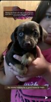 Chorkie Puppies for sale in Baytown, TX, USA. price: NA