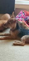 Chorkie Puppies for sale in Midlothian, IL 60445, USA. price: NA