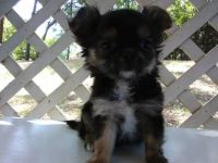 Chorkie Puppies for sale in Belton, SC 29627, USA. price: NA