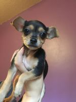 Chorkie Puppies for sale in Irmo, SC, USA. price: NA
