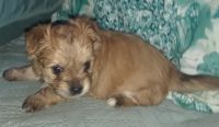 Chorkie Puppies for sale in 555 S Broad St, Mt Auburn, IL 62547, USA. price: NA