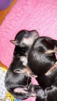 Chorkie Puppies for sale in Labadie, MO 63055, USA. price: NA