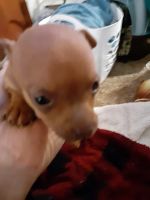 Chorkie Puppies for sale in Middletown, OH, USA. price: NA