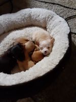 Chorkie Puppies for sale in Middletown, OH, USA. price: NA