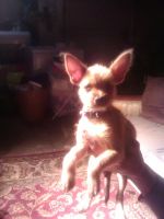 Chorkie Puppies for sale in Rosamond, CA, USA. price: NA