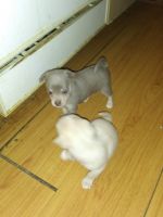 Chorkie Puppies for sale in Ashford, AL 36312, USA. price: NA