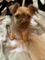 Chorkie Puppies for sale in 344 Lefferts Ave, Brooklyn, NY 11225, USA. price: NA