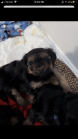 Chorkie Puppies for sale in Charleston, SC, USA. price: NA