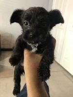 Chorkie Puppies for sale in Brooksville, FL 34601, USA. price: NA