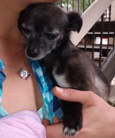 Chorkie Puppies for sale in Jacksonville, FL, USA. price: NA