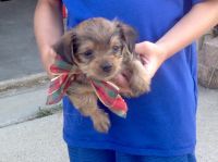 Chorkie Puppies for sale in 224 Sandy Way, Red Oak, TX 75154, USA. price: NA