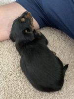 Chorkie Puppies for sale in Liberty, MO, USA. price: NA