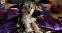 Chorkie Puppies for sale in Charlotte, NC, USA. price: NA