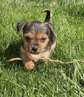 Chorkie Puppies for sale in Montrose, CO, USA. price: NA
