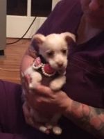 Chorkie Puppies for sale in Willimantic, CT 06226, USA. price: NA